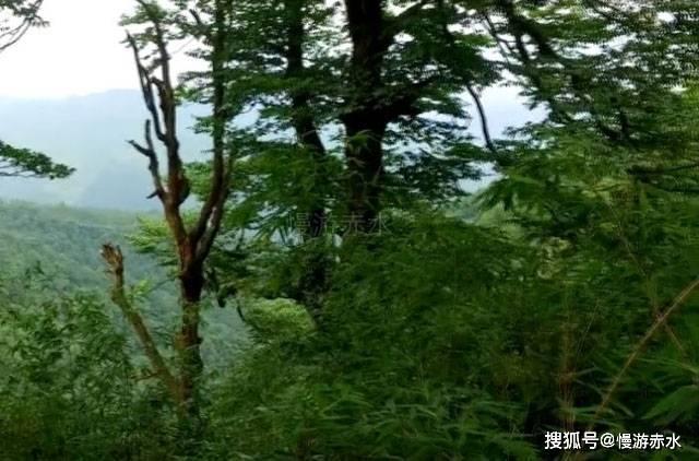 救援七星瓢虫